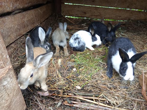 Hybrid Rabbits for Sale