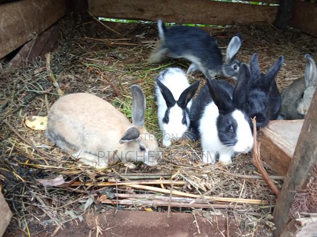 Hybrid Rabbits for Sale - thumbnail 2