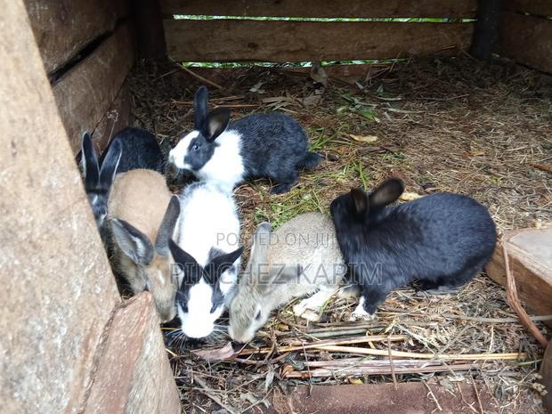 Hybrid Rabbits for Sale - thumbnail 3