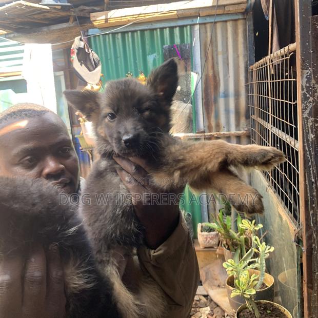 1-3 months Female Purebred German Shepherd - thumbnail 9