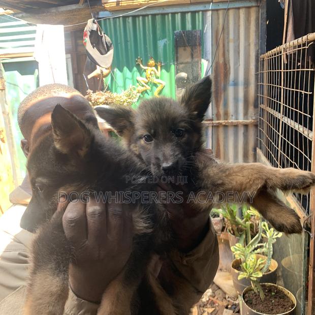 1-3 months Female Purebred German Shepherd - thumbnail 10