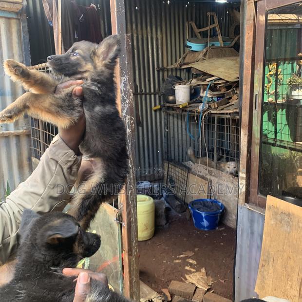 1-3 months Female Purebred German Shepherd - thumbnail 6