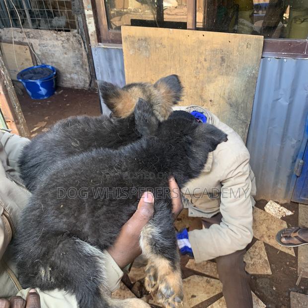 1-3 months Female Purebred German Shepherd - thumbnail 4