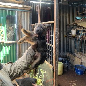 1-3 months Female Purebred German Shepherd - thumbnail 2