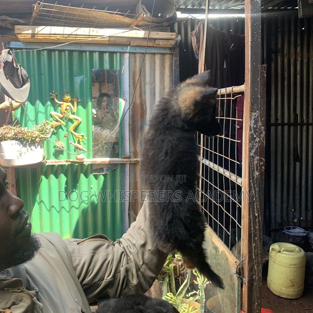 1-3 months Female Purebred German Shepherd - thumbnail 5