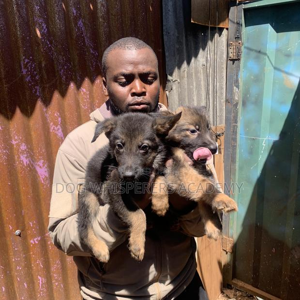 1-3 months Female Purebred German Shepherd - thumbnail 8