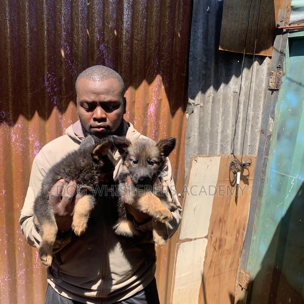 1-3 months Female Purebred German Shepherd - thumbnail 3