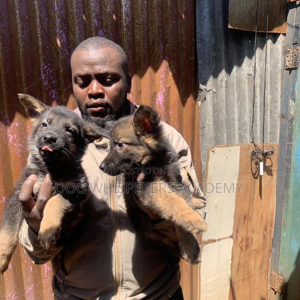 1-3 months Female Purebred German Shepherd - thumbnail 7