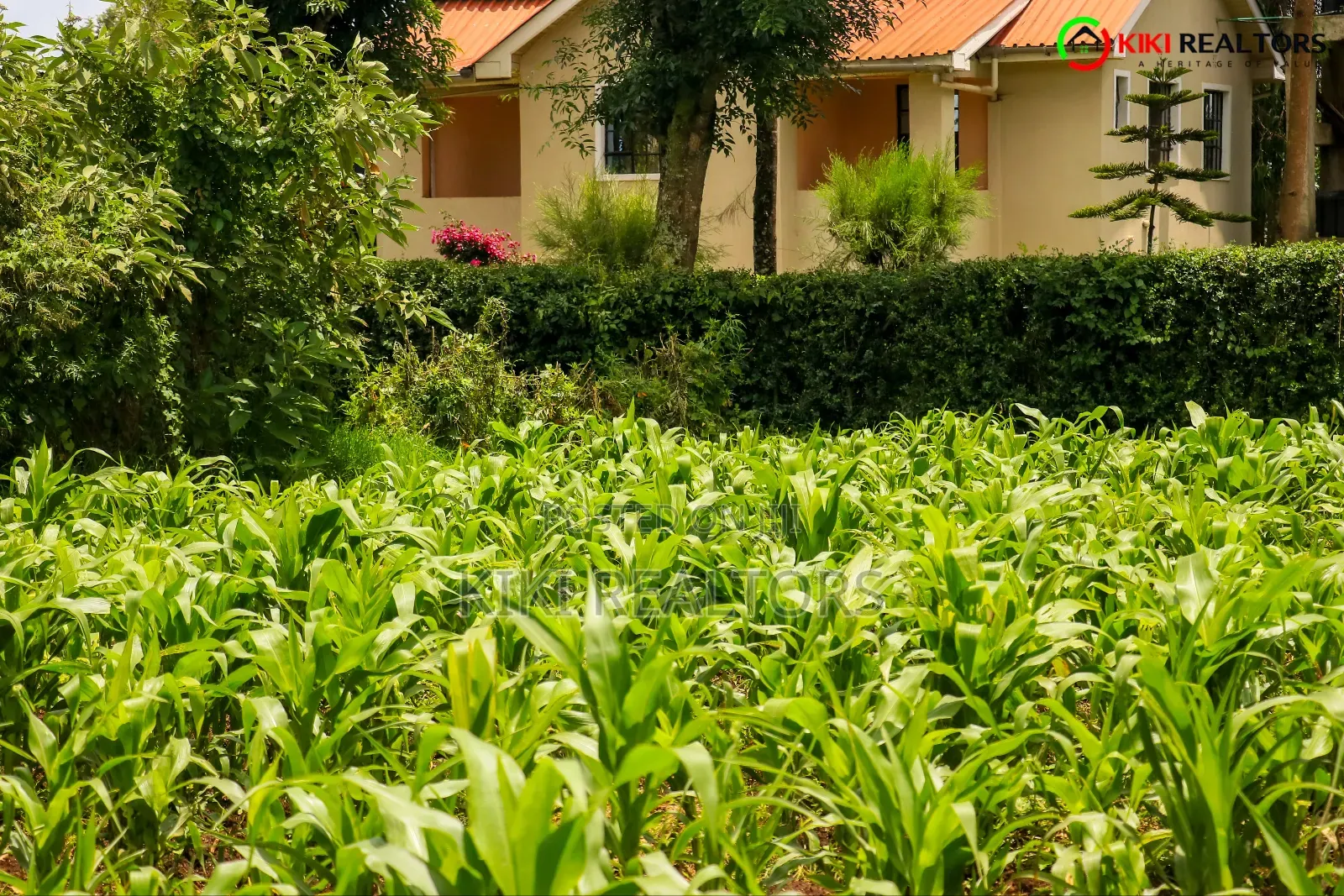Kikuyu Plot for Sale in Tilisi