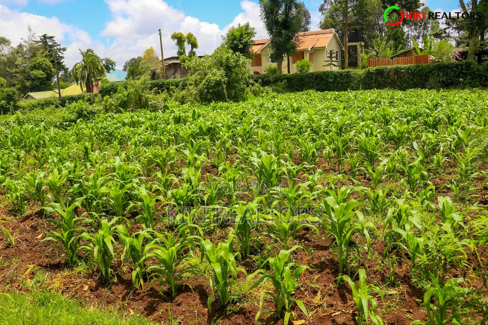 Kikuyu Plot for Sale in Tilisi