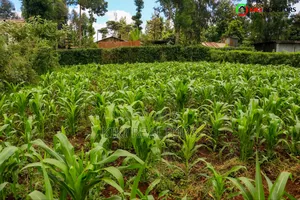 Kikuyu Plot for Sale in Tilisi