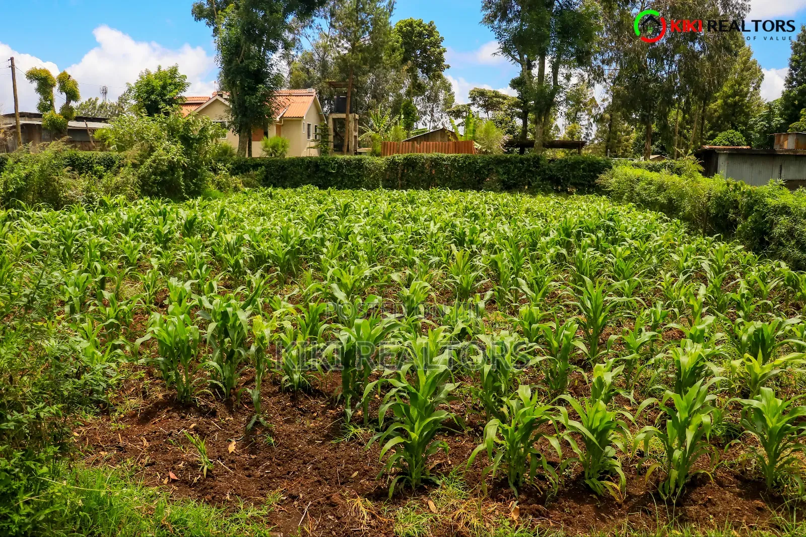 Kikuyu Plot for Sale in Tilisi