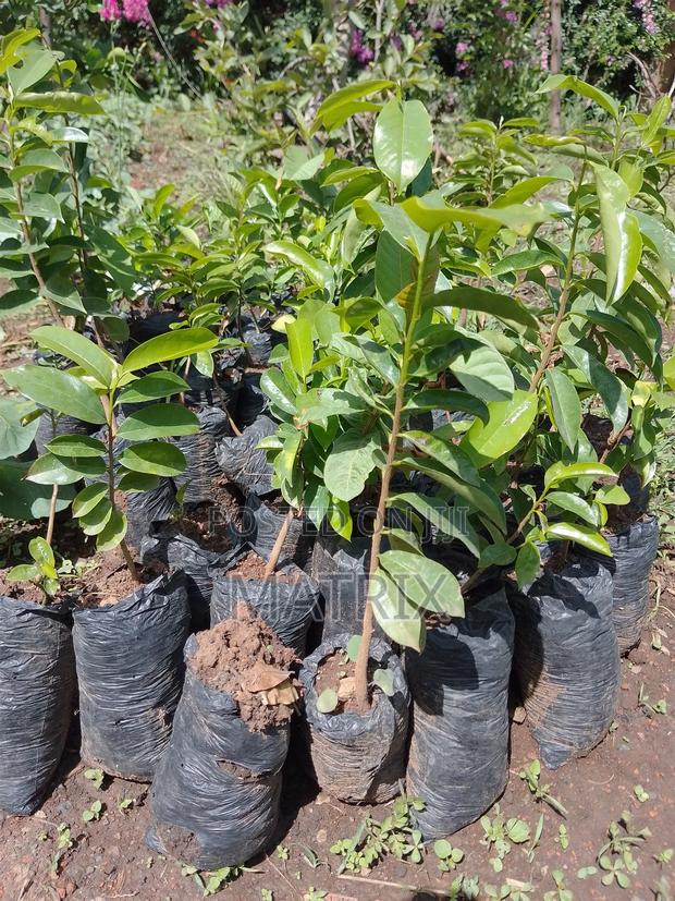 Soursop/ Stafeli Seedlings - main view