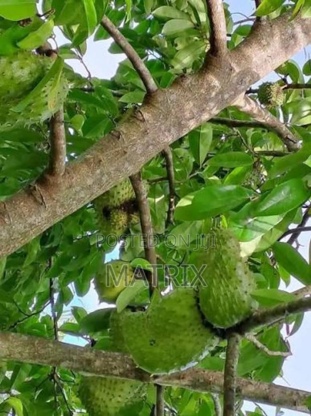 Soursop/ Stafeli Seedlings - thumbnail 2