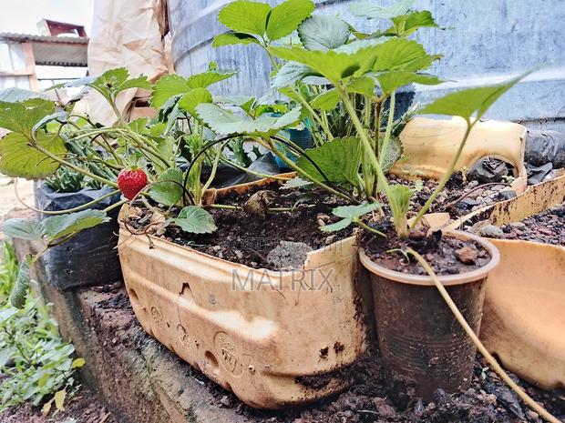 Strawberry Seedlings - main view