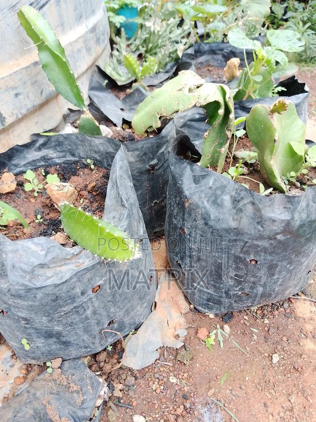 Draggon Fruit Cuttings - main view