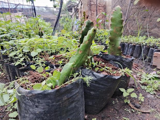 Draggon Fruit Cuttings - thumbnail 2