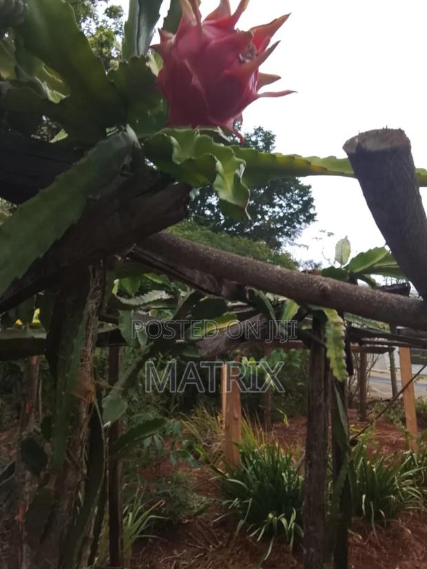 Draggon Fruit Cuttings - thumbnail 4