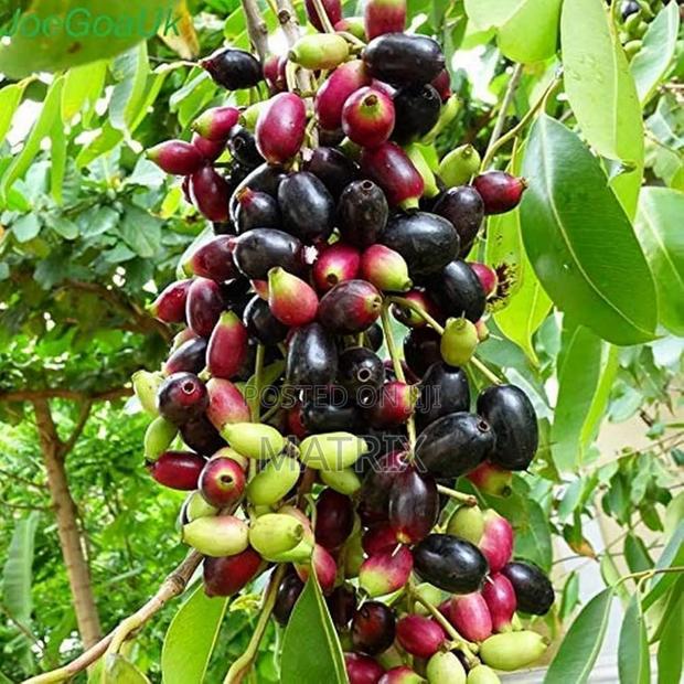 Zambarau/ Java Plum Seedlings - main view