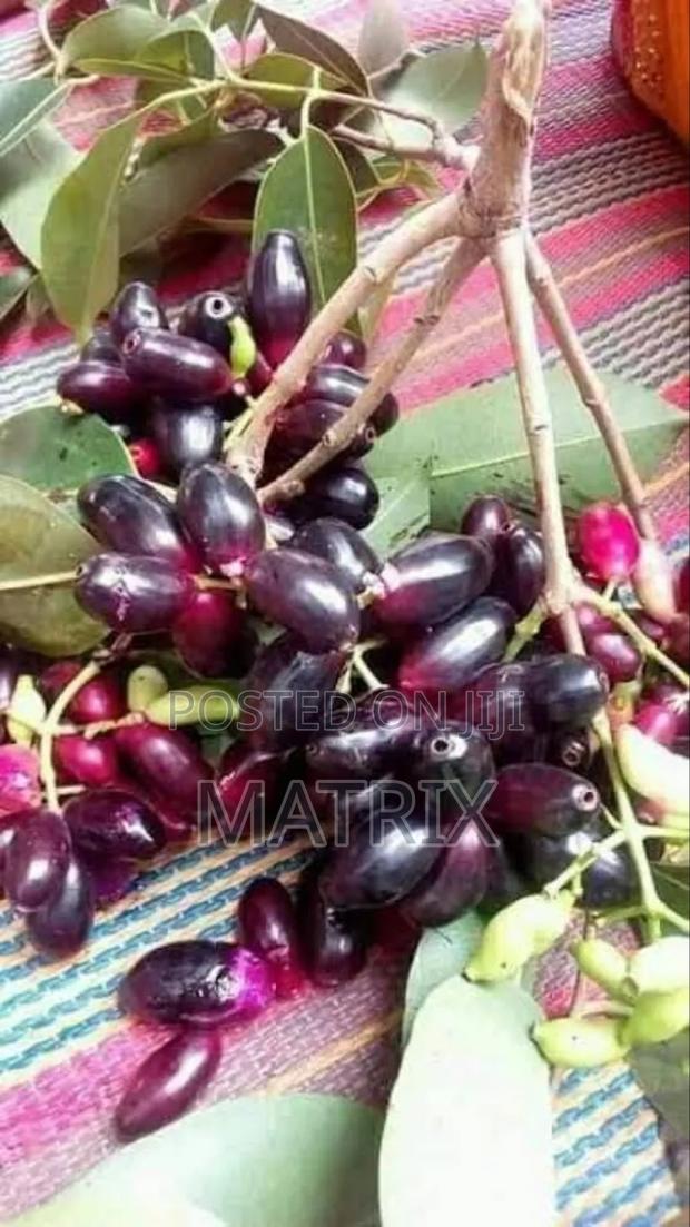 Zambarau/ Java Plum Seedlings - thumbnail 2