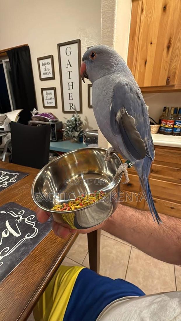 Violet Indian Ringneck - main view