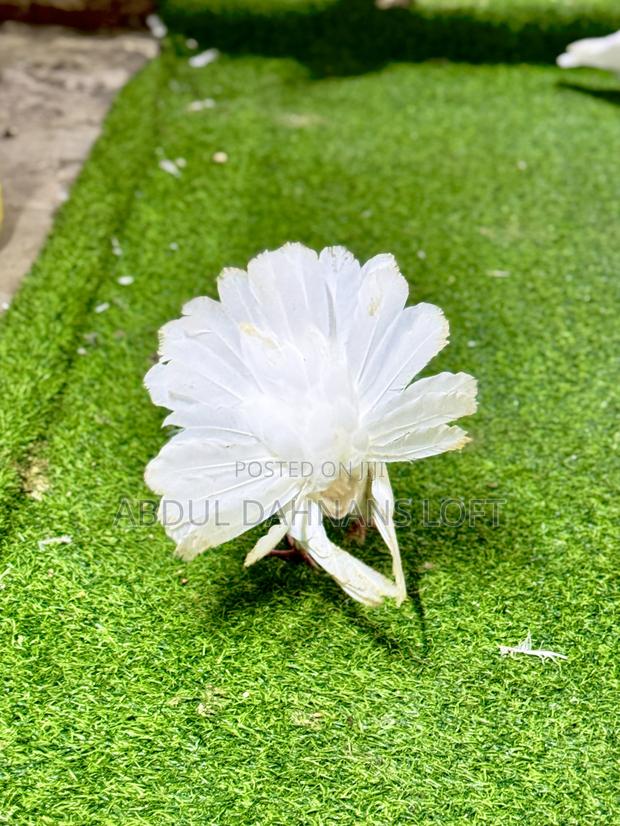 Indian Fantails Quality - thumbnail 6