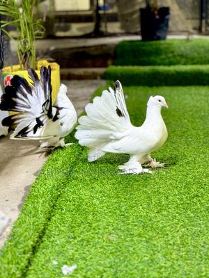 Indian Fantails Quality - thumbnail 2