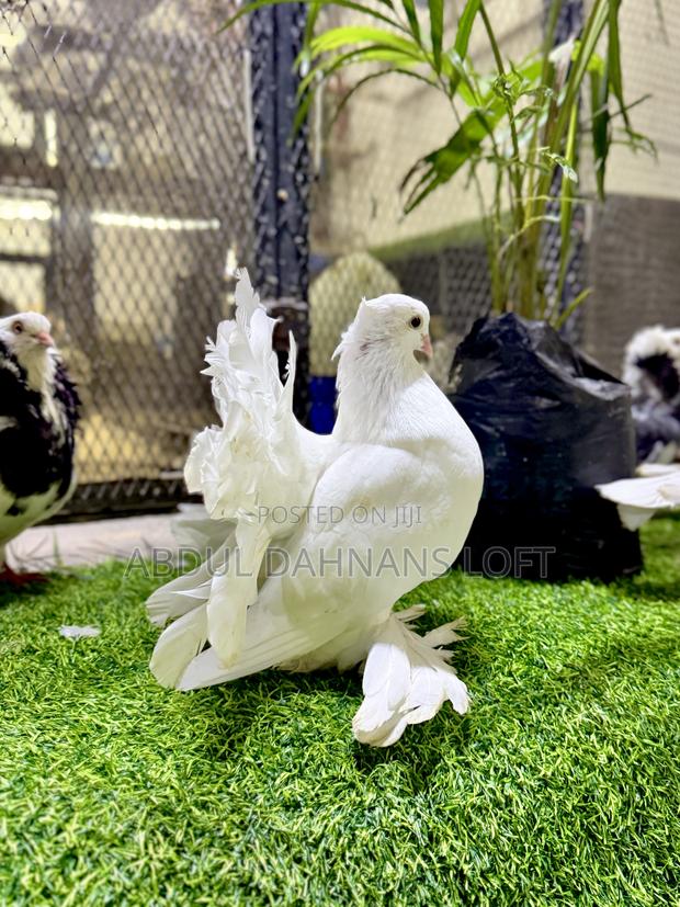 Indian Fantails Quality - thumbnail 4