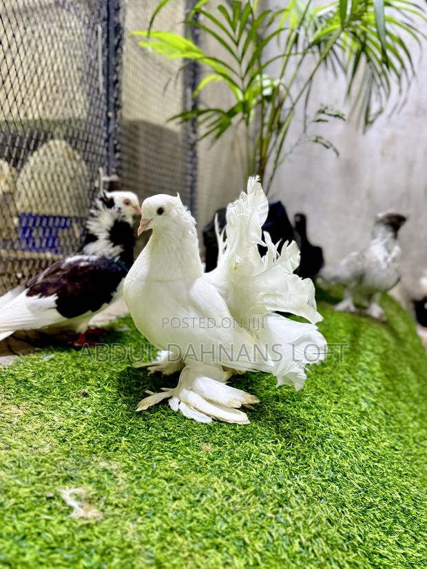 Indian Fantails Quality - thumbnail 3