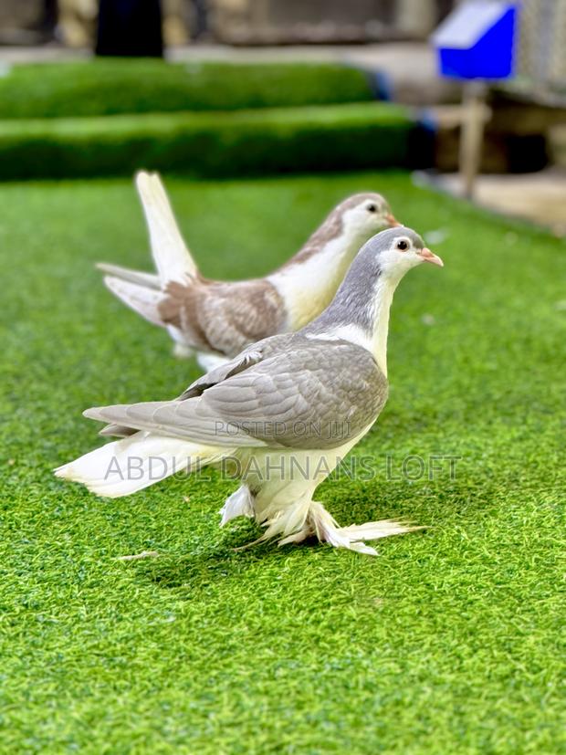 Lahore Upcoming Pairs Available - main view