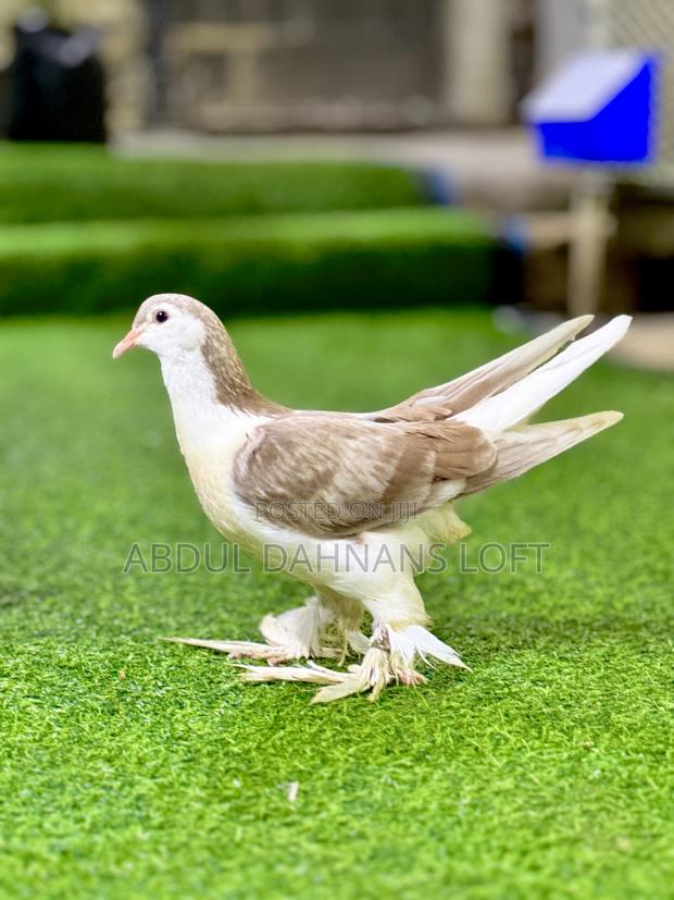 Lahore Upcoming Pairs Available - thumbnail 3