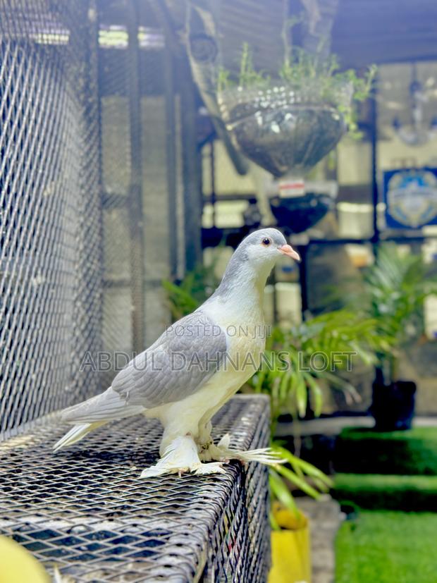 Lahore Upcoming Pairs Available - thumbnail 4