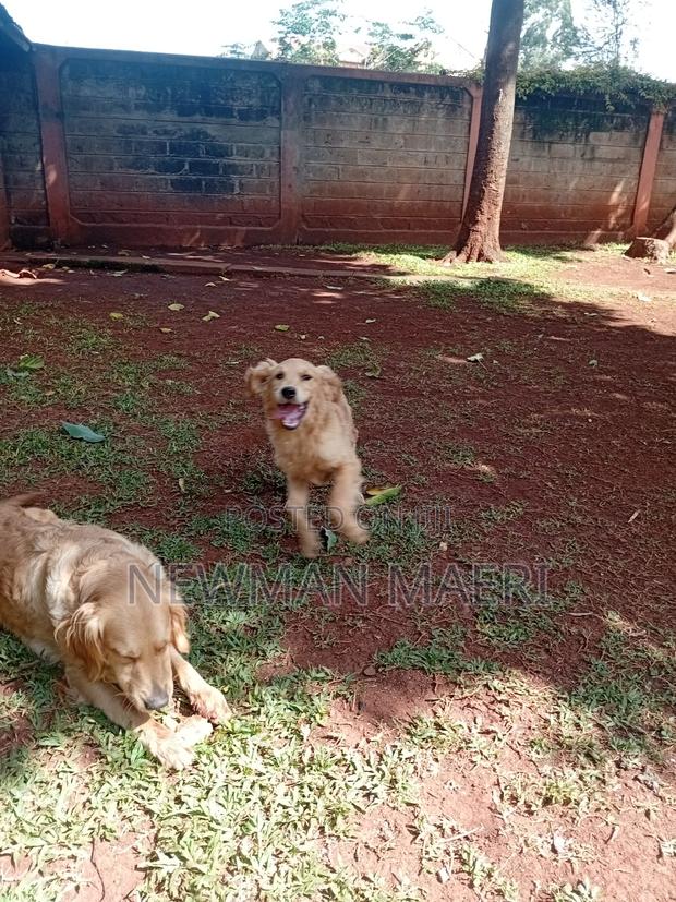 1-3 months Male Purebred Golden Retriever - thumbnail 4