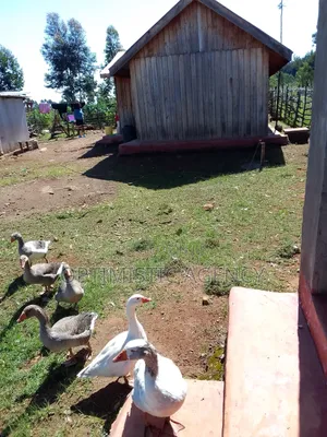 Quick Sale 2 Bedrooms Semipermanent House on Sale