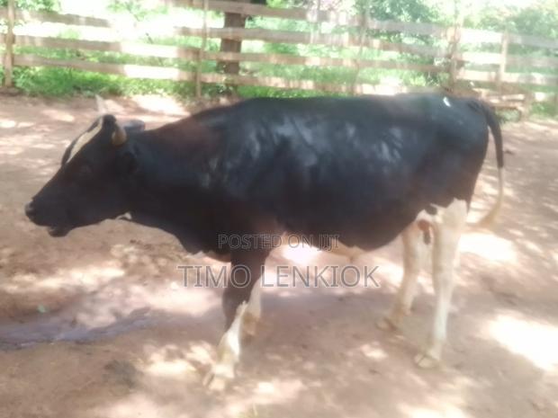 Fresian / Fleckvieh - main view