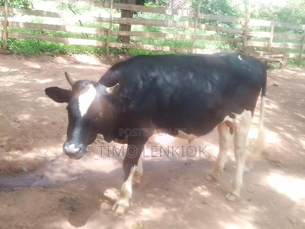 Fresian / Fleckvieh - thumbnail 2