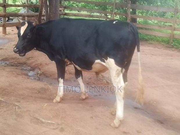 Fresian / Fleckvieh - thumbnail 3