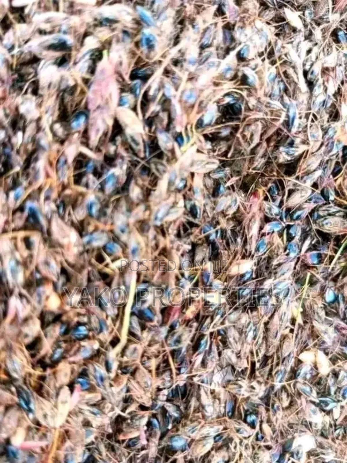Sudan Grass Seeds