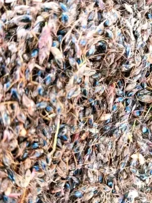 Sudan Grass Seeds