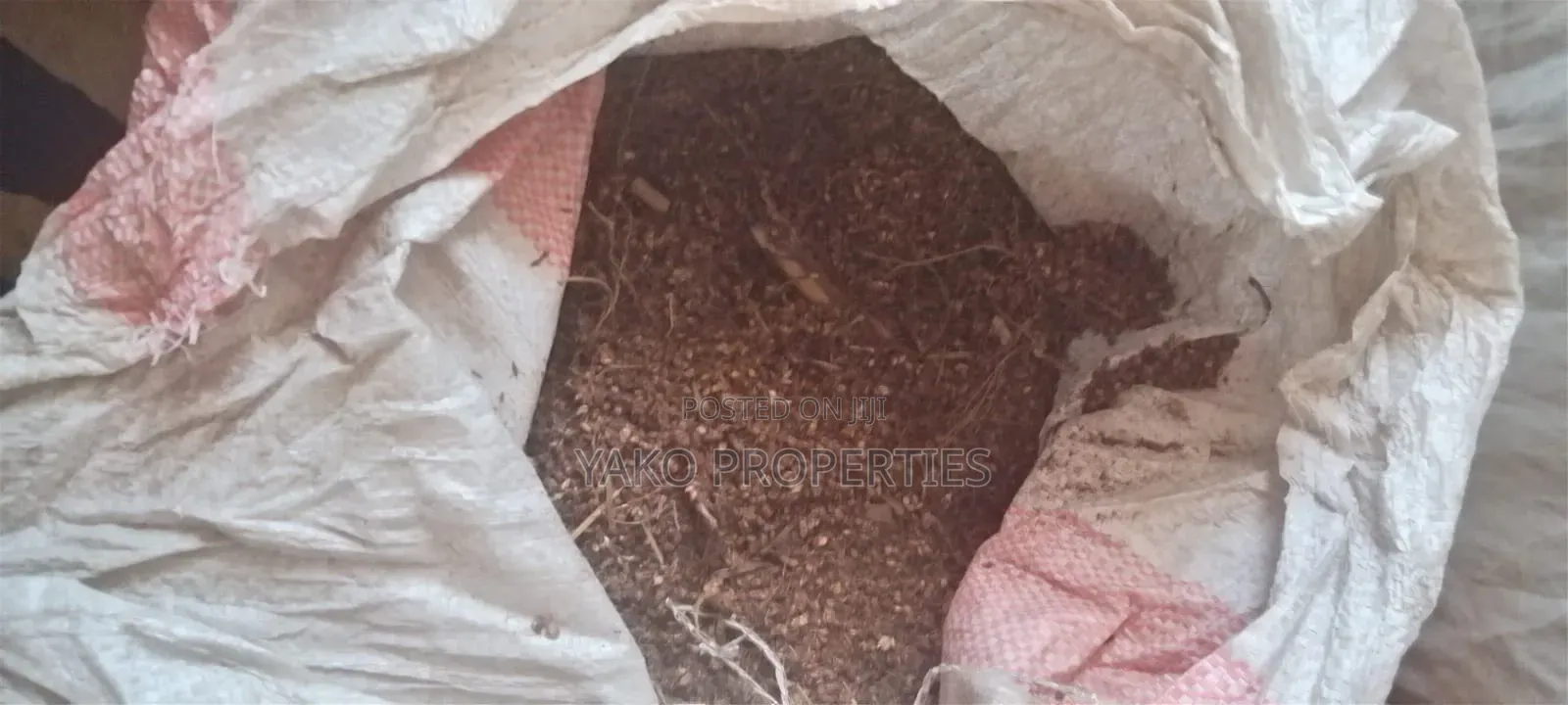 Sudan Grass Seeds
