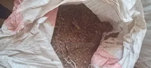 Sudan Grass Seeds