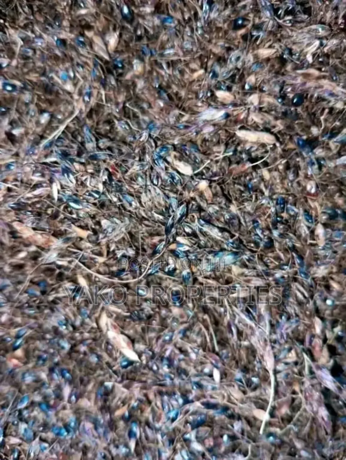Sudan Grass Seeds