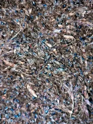 Sudan Grass Seeds