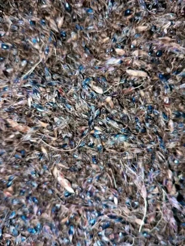 Sudan Grass Seeds - thumbnail 3