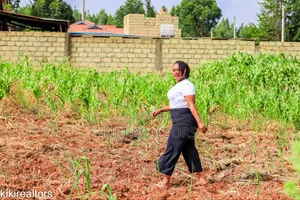 Kikuyu Sigona Plots in Kerwa