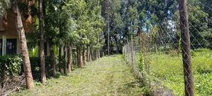 Kikuyu Prme Plots in Sigona Ward(Thamanda)