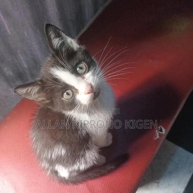 1-3 months Male Mixed Breed American Shorthair