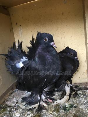 Fantails/Njiwa Pair - thumbnail 2