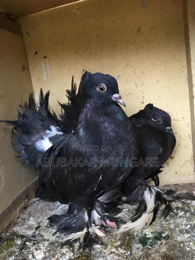 Fantails/Njiwa Pair - main view
