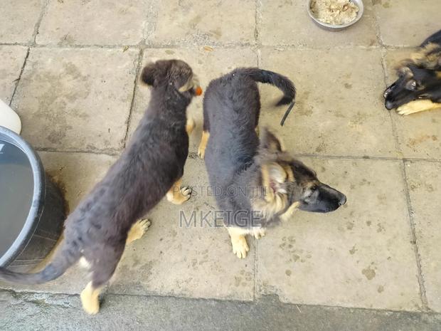 3-6 months Female Purebred German Shepherd